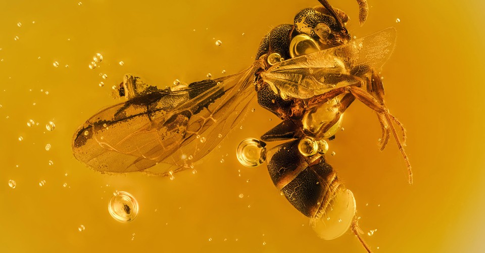 Photographing the Microscopic: Winners of Nikon Small World 2020 - The